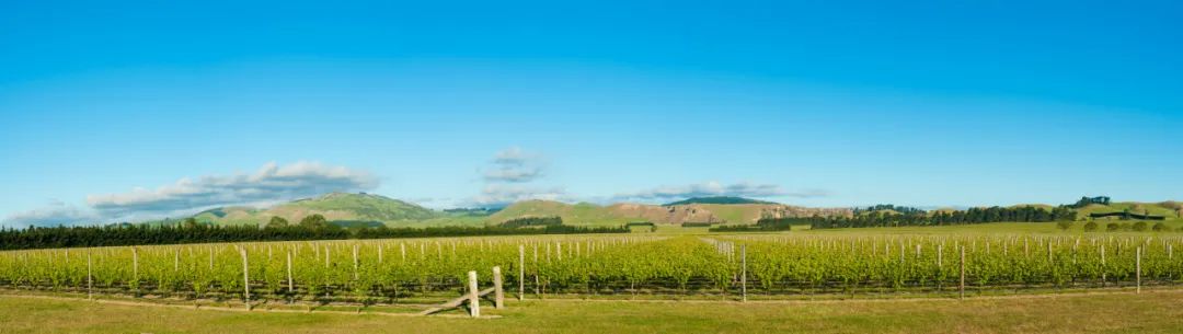 详解五大著名的葡萄酒产区,十大最好的葡萄酒产区
