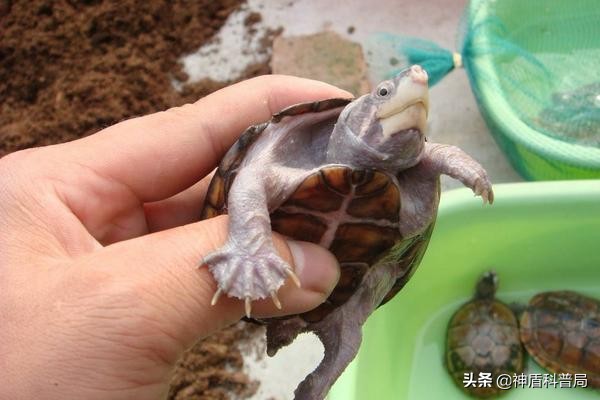 甲鱼和鳖还有王八是一种动物吗,甲鱼乌龟王八和鳖是一个东西吗