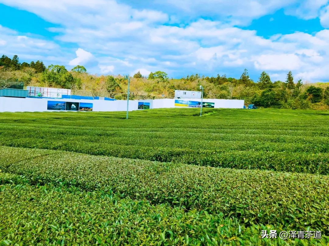 世界十大茶日,国际茶日英文版