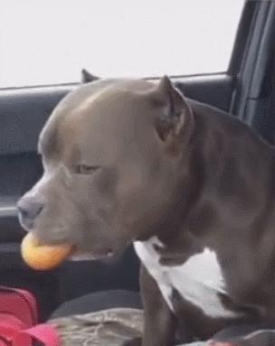 舌头舔狗狗狗会认为什么,人舔狗狗会怎么样