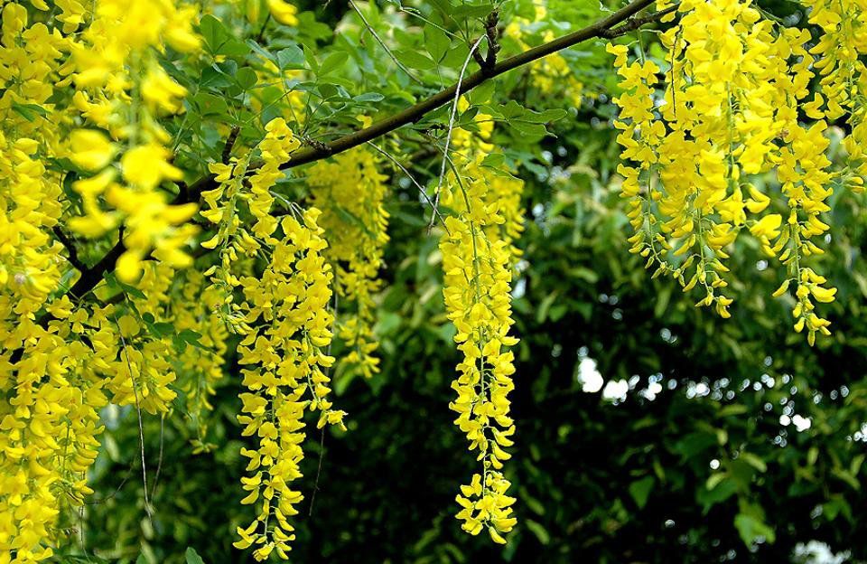 泰国国花长什么样,泰国金链花图片大全