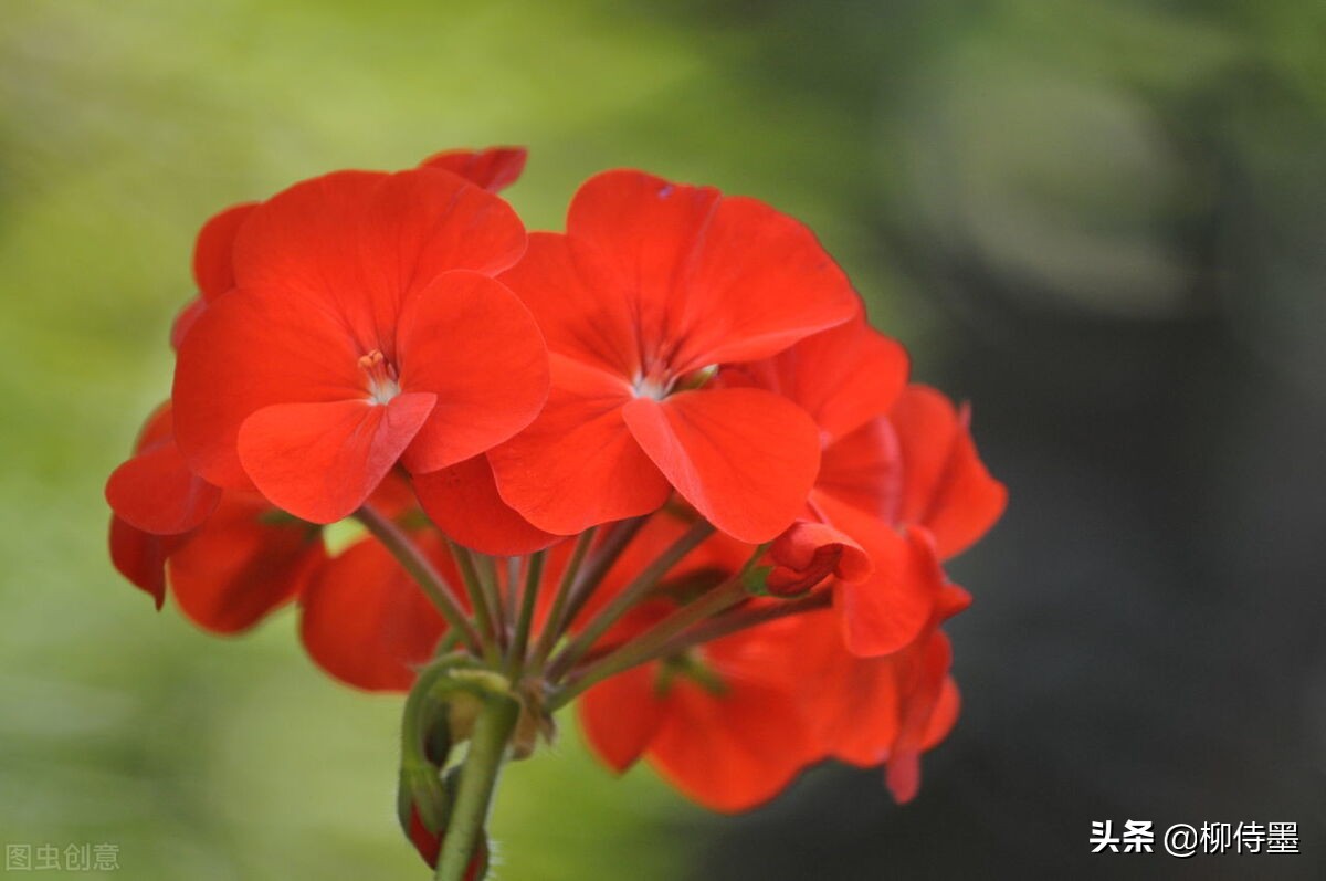 花朵唯美拍照,花朵如何拍摄唯美