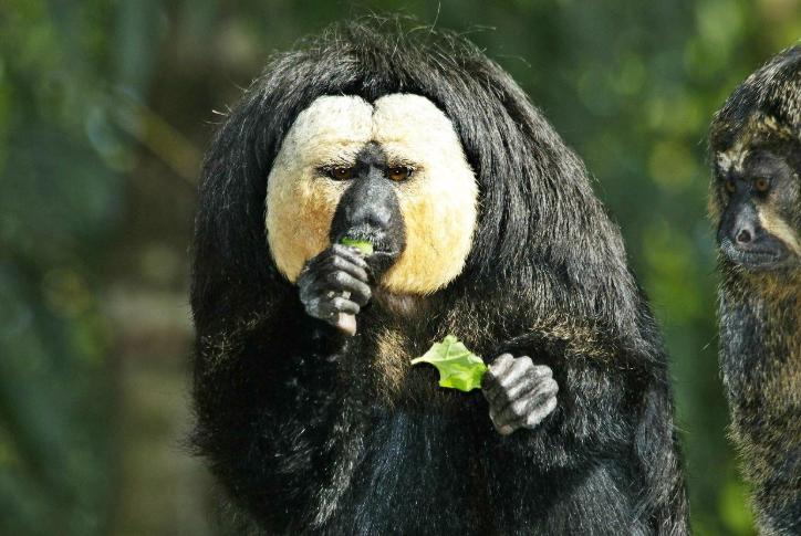 唯一一个不怕毒蛇的猴子,野生的猴子它到底有多可怕