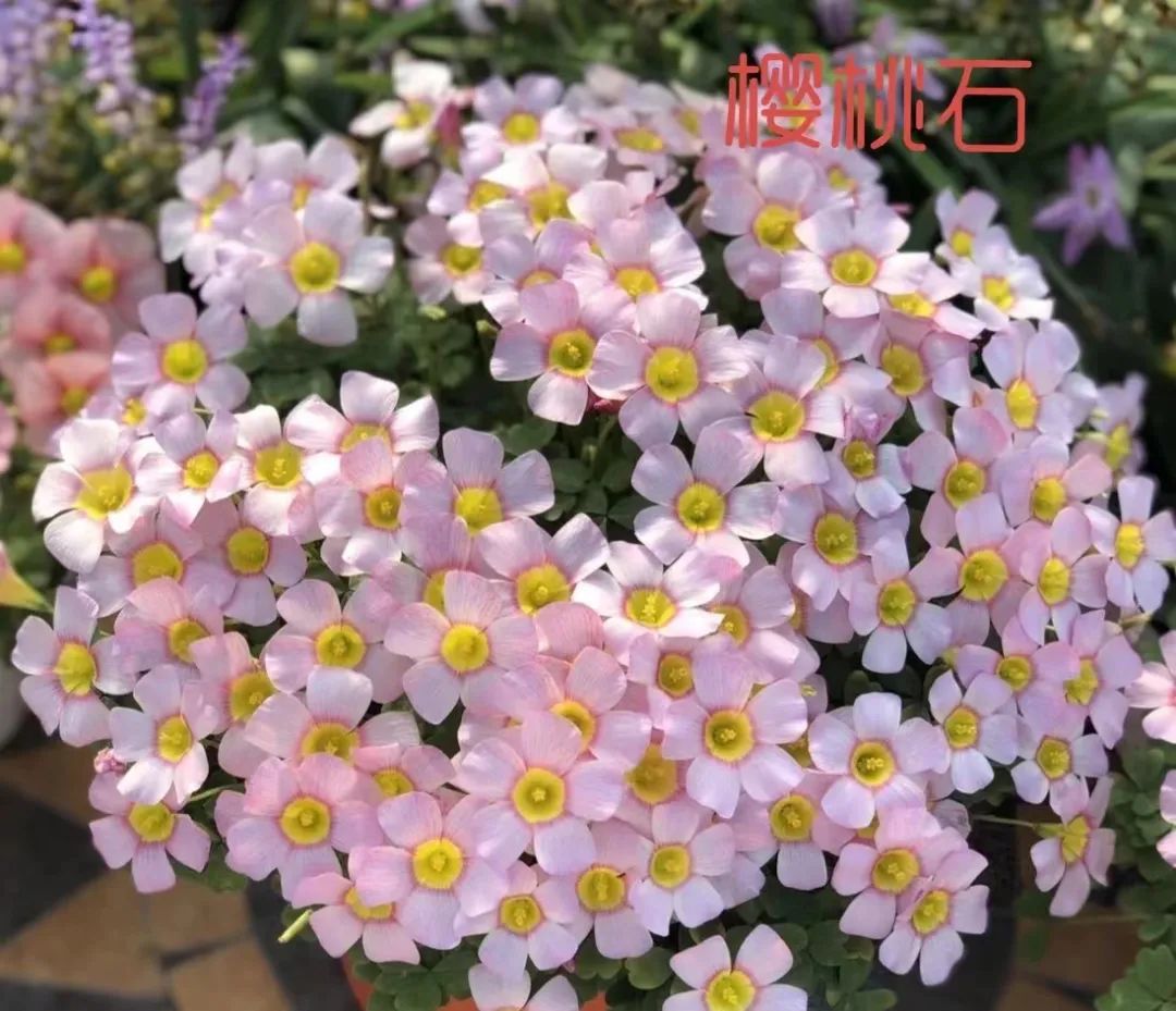 适合在路边种的野花,那些路边不起眼的花儿