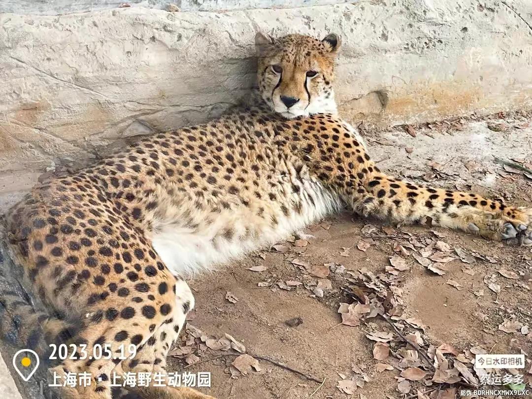 中国最大的野生动物园是哪个城市,中国最大野生动物园