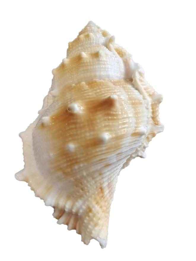 海南海鲜贝类有哪些,海南海鲜贝类