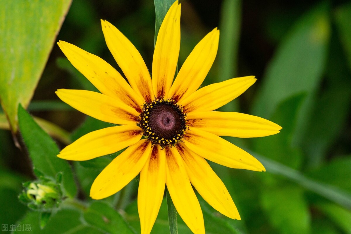 50种名贵菊花品种,菊花品种介绍附图大全