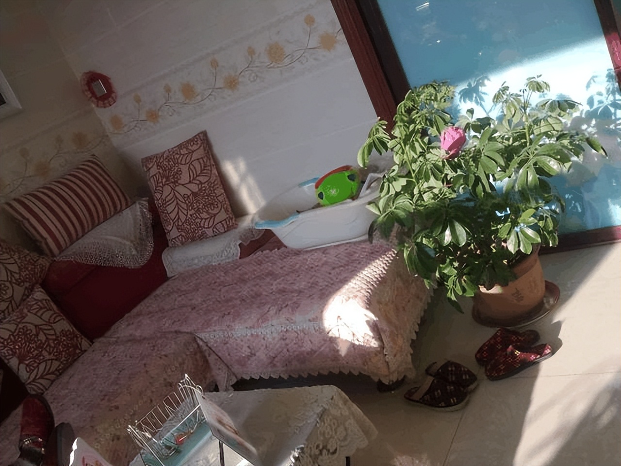 家里养哪种绿植好养且净化空气,除甲醛最好的绿植花