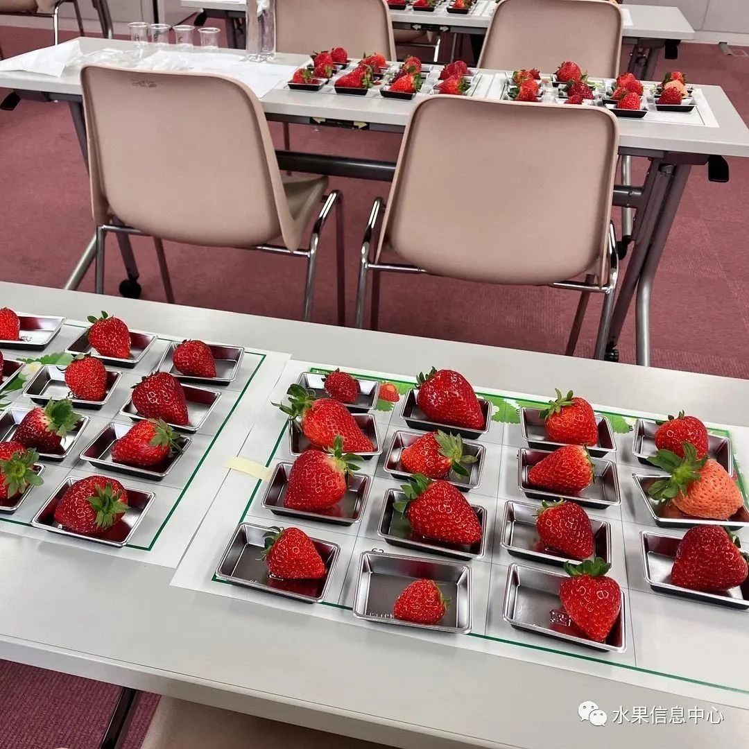 日本草莓评选大赛,排名第一的草莓品种是什么?