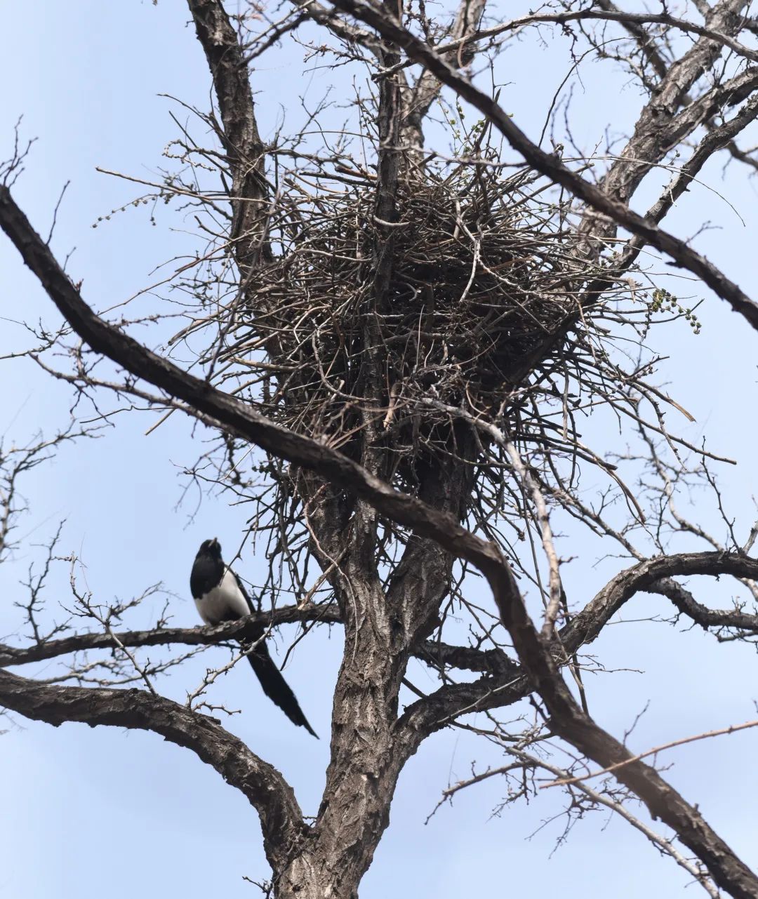 为啥乌鸦不敢招惹喜鹊,喜鹊凶猛