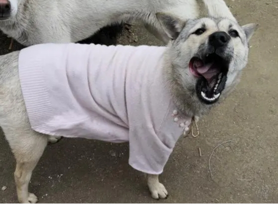 被狗追咬时应该怎么办呢？这几招能保障生命安全，一定教会孩子！