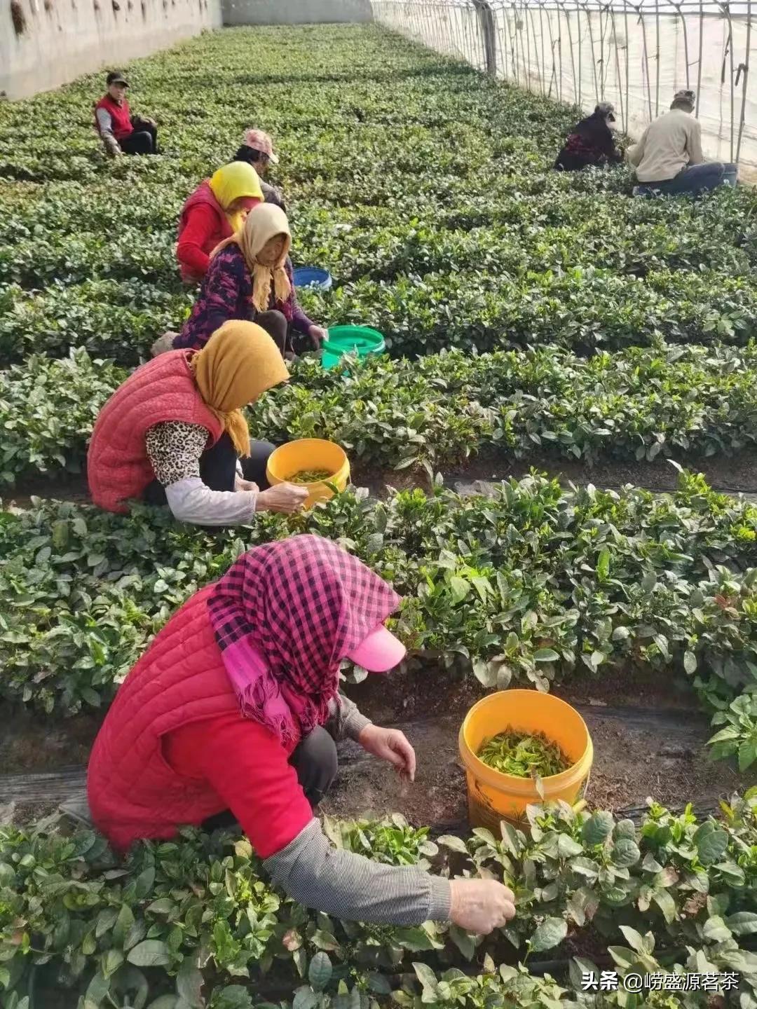 自家种的正宗崂山茶,选购正宗的崂山茶找对渠道很关键