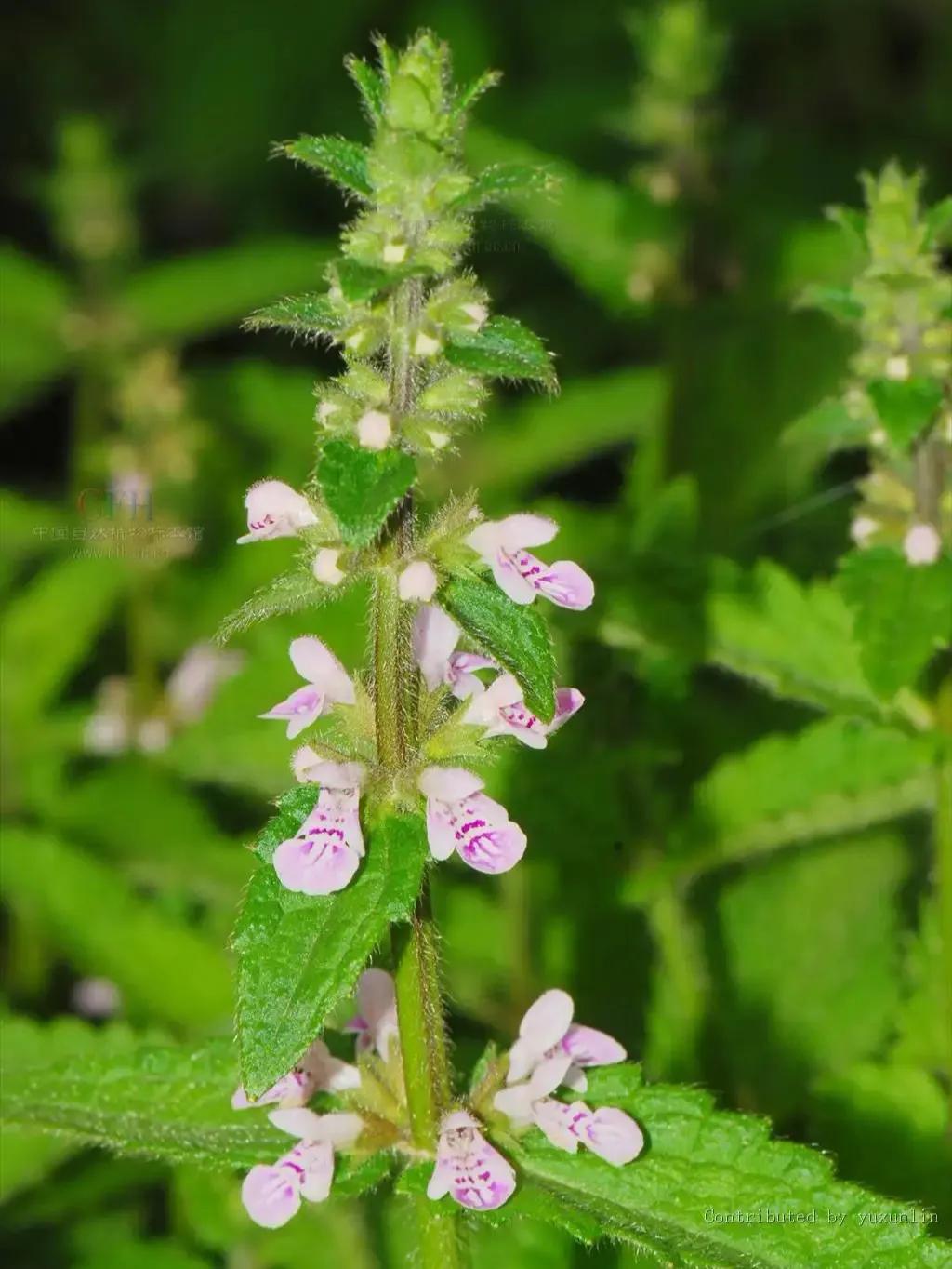 春天十种最美的花名字,花名带冬的有什么花