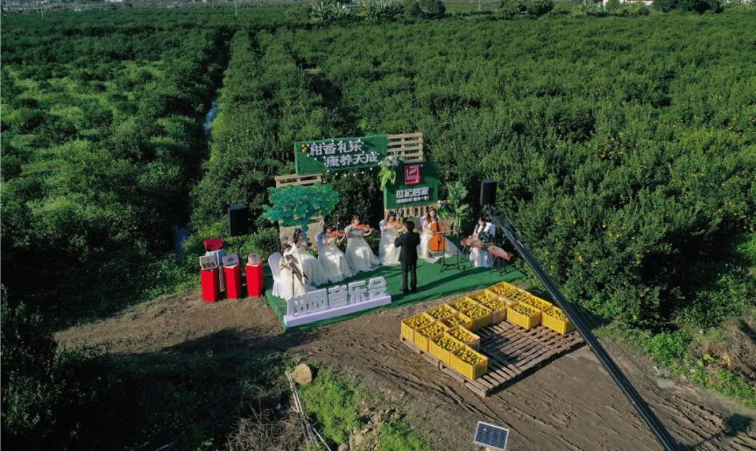 世纪茗家首届庆丰收线上柑园音乐会暨有机新品发布会圆满举办