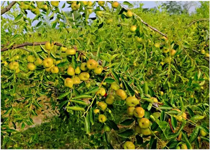 河南农业养殖物联网云平台,互联网养殖哪个平台最好