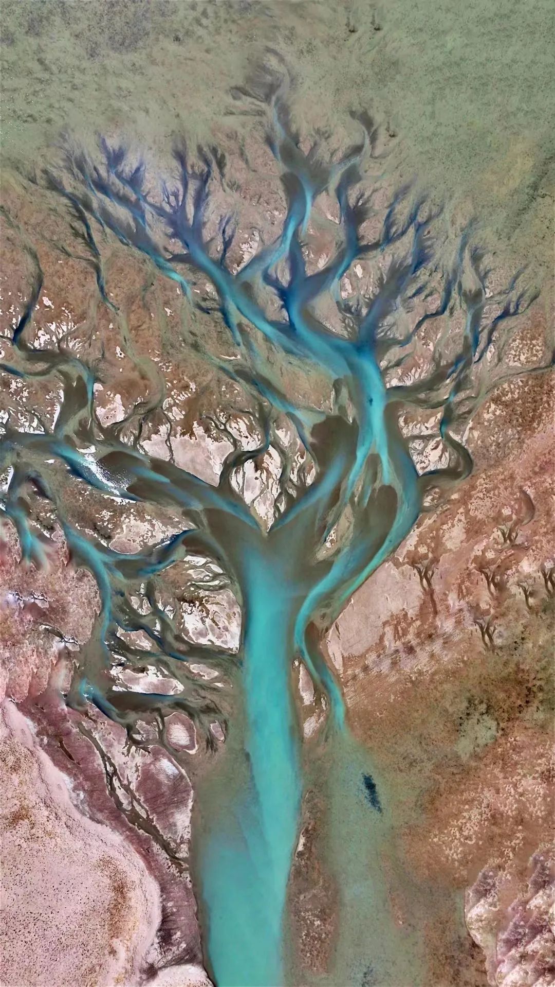 西藏的世界之树,西藏最大的大地之树