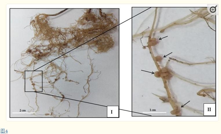 探究结节叶藻作为生物刺激剂在改善乌头草（Jacq）生长性能的用途