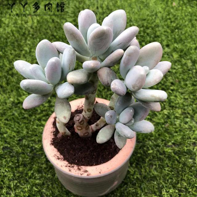 星美人,星美人怎么养