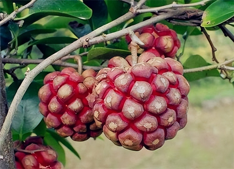 农村常见野生水果大全,这种果树在家也能种