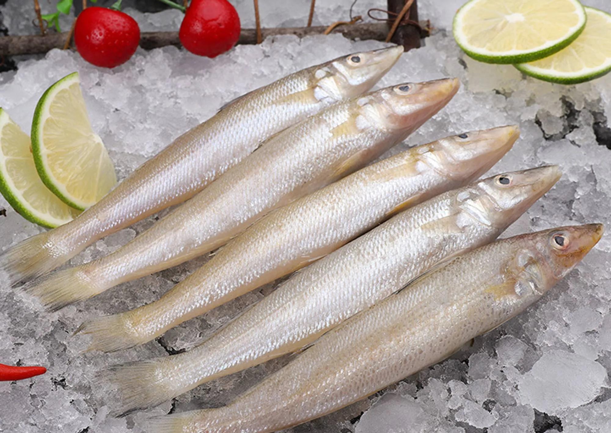 100种常见海鱼大全,常吃的海鱼图片及介绍