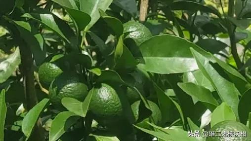 氯吡脲能用在柑橘上保果吗,2024年柑橘氯吡脲的使用方法