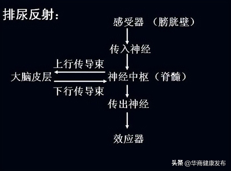 孕妇20分钟一泡尿怎么回事,孕妇总是憋很大一泡尿