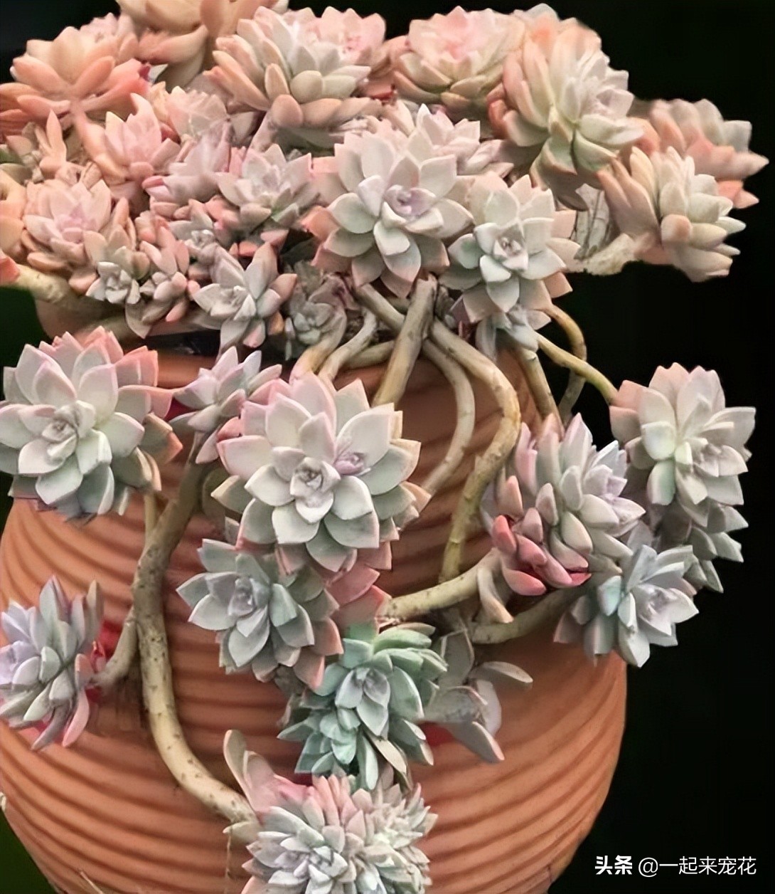 最近出老桩比较火的多肉,10款普货多肉皮实又好养