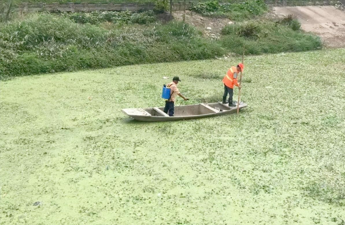 鳄鱼入侵黄浦江,鳄鱼入侵柳江河