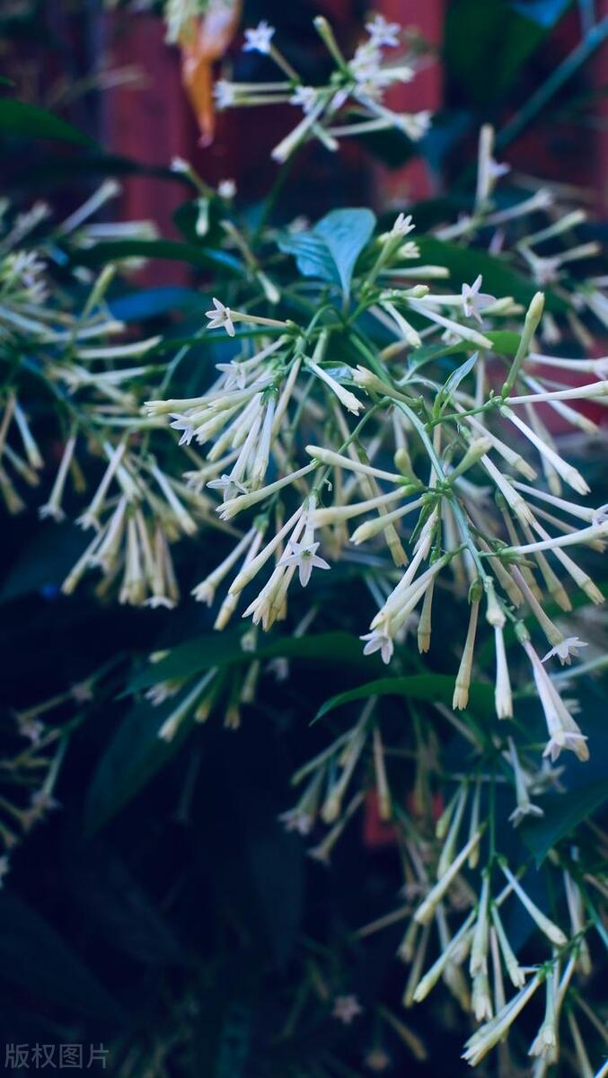 哪种香水花最好养,夏天适合养什么香水花