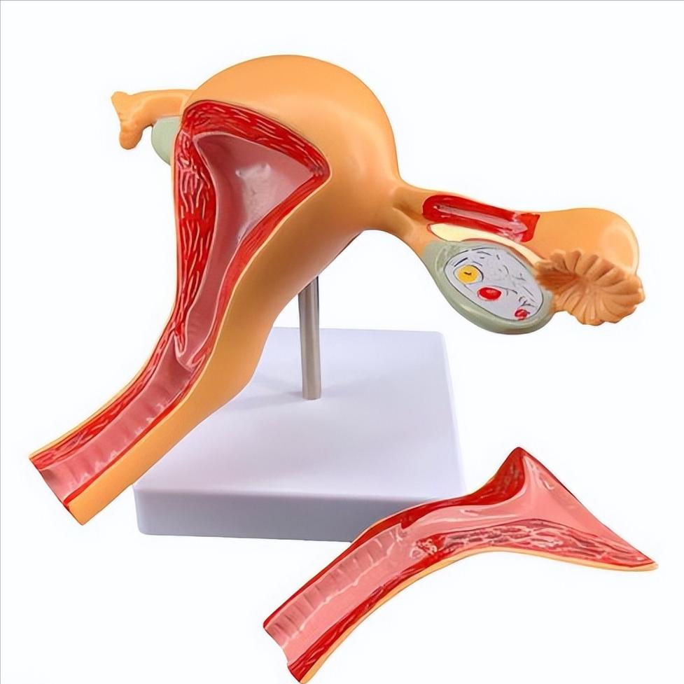 宫颈癌有什么中药治疗,宫颈癌免疫治疗副作用和危害