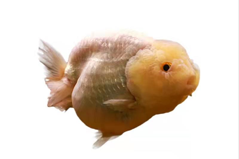 新手养观赏鱼全过程,新手养鱼入门基础教程小观赏鱼