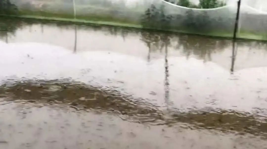 蝌蚪变态期用什么加强营养,如何降低蝌蚪死亡率