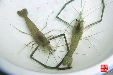 刀鳅为什么消失了,刀鳅离开水能活吗