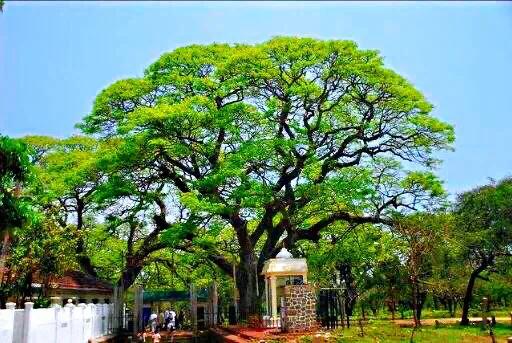 菩提树风景视频,菩提树唯美视频