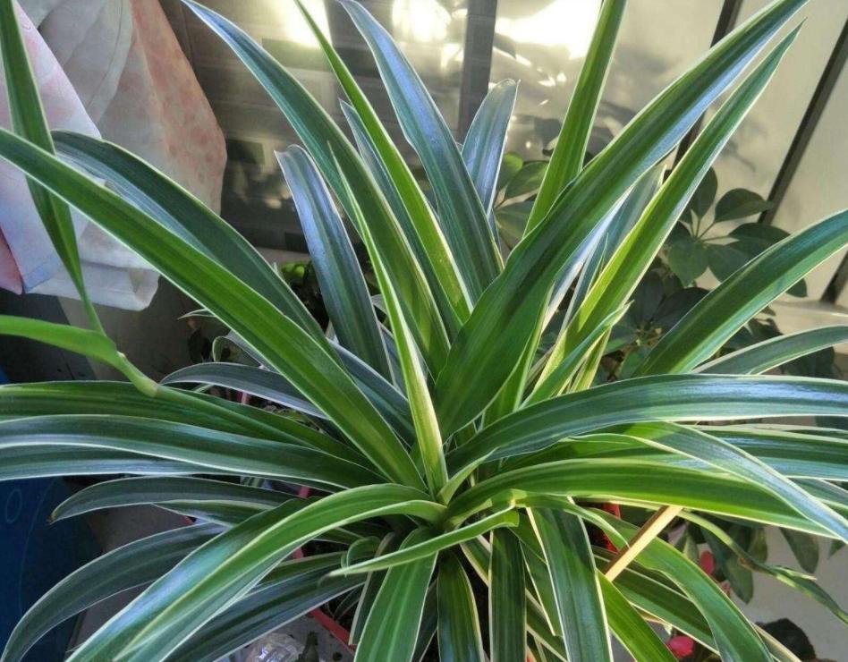 金边吊兰怎样养才能爆盆儿,怎么让金边吊兰快速长出小吊兰