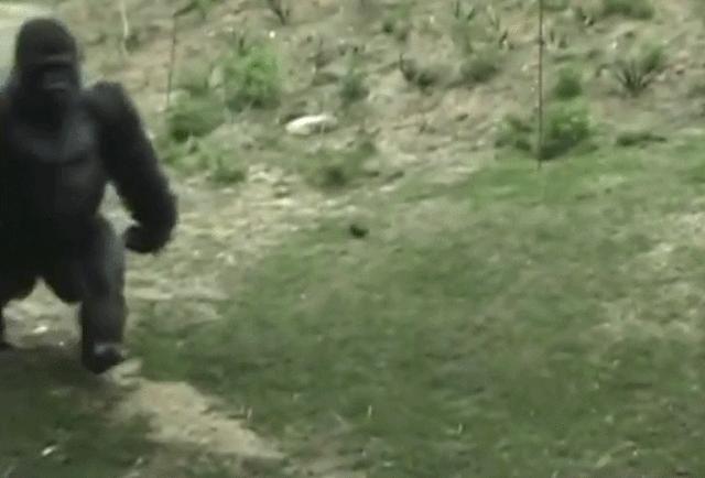 古猿进化成人类的标志,人类的屁股为什么那么大