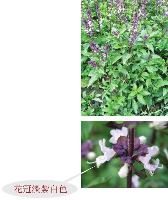 野外生存植物知识大全,野外生存技巧吃野菜野鱼