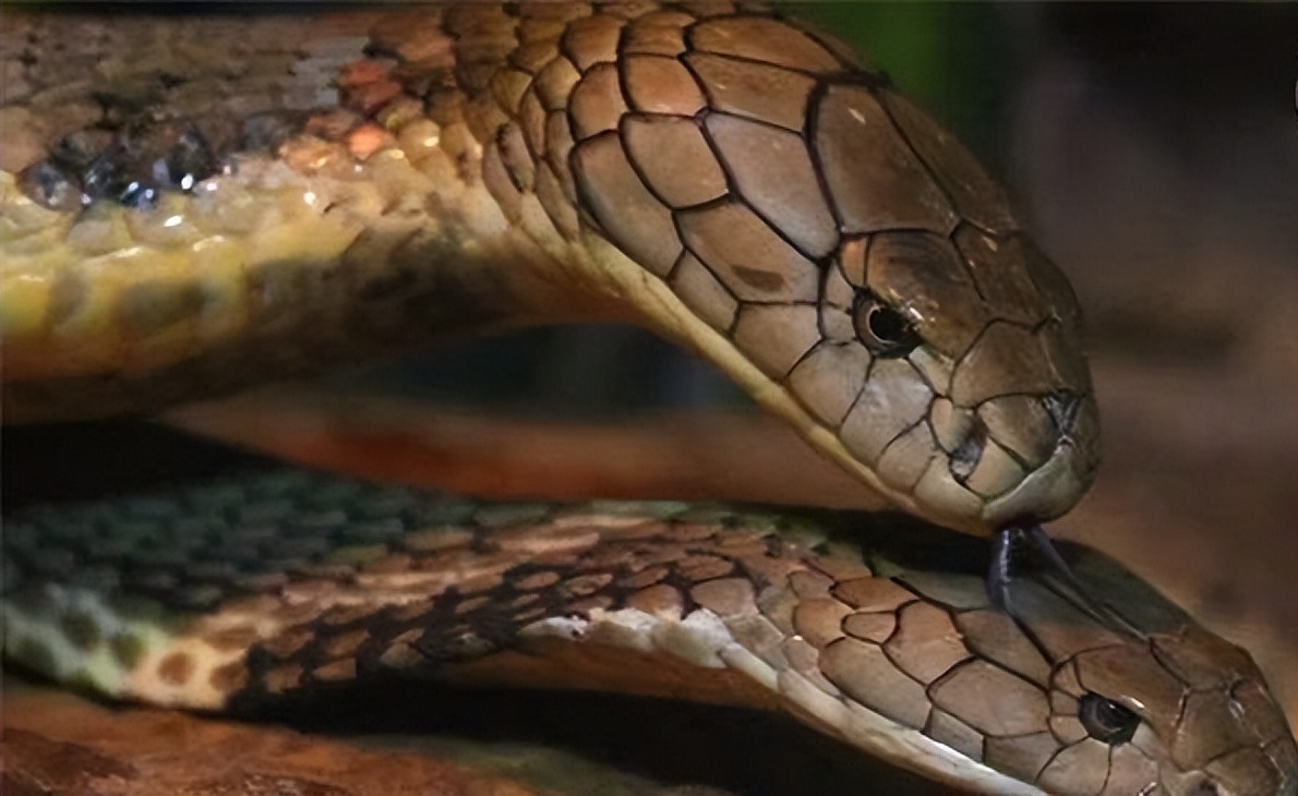 农户家中惊现两米长剧毒眼镜王蛇,发现剧毒的眼镜王蛇需要怎么处理