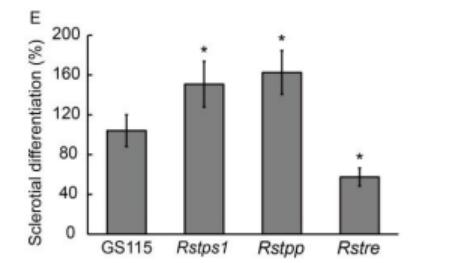 海藻糖代谢,海藻糖对植物抗逆性的作用