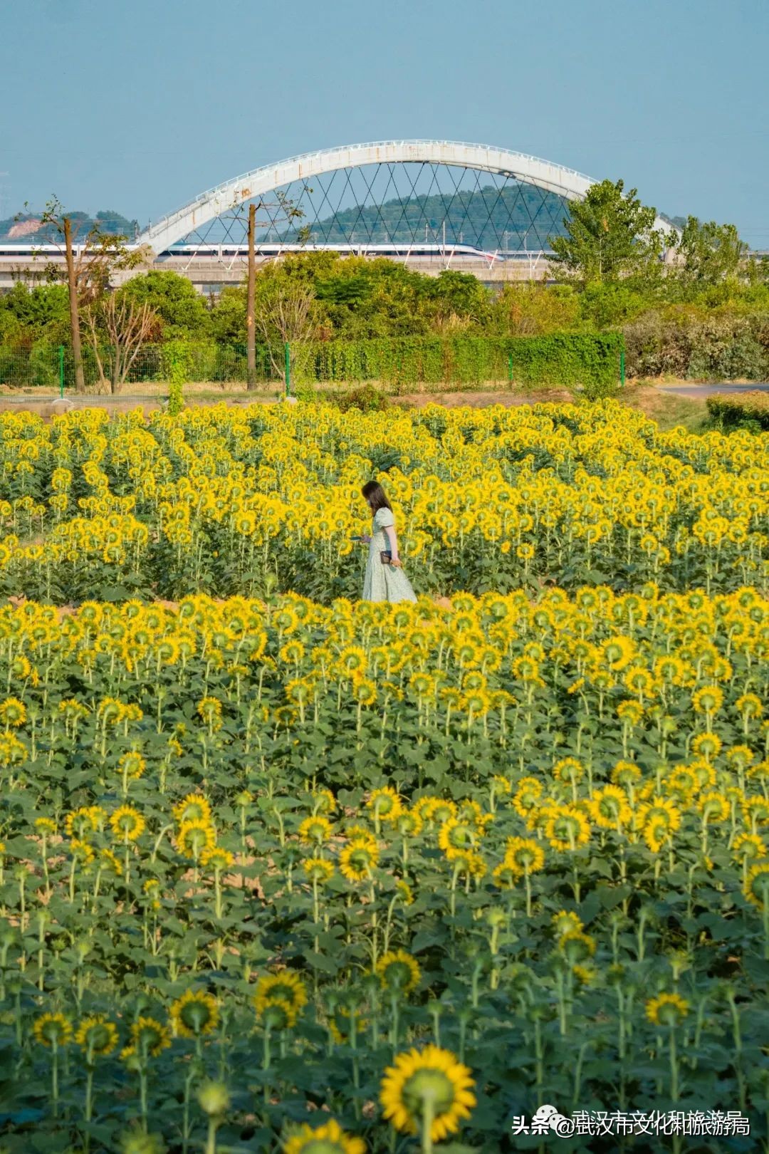 武汉市区内最大的向日葵花海开了,武汉最大的向日葵基地