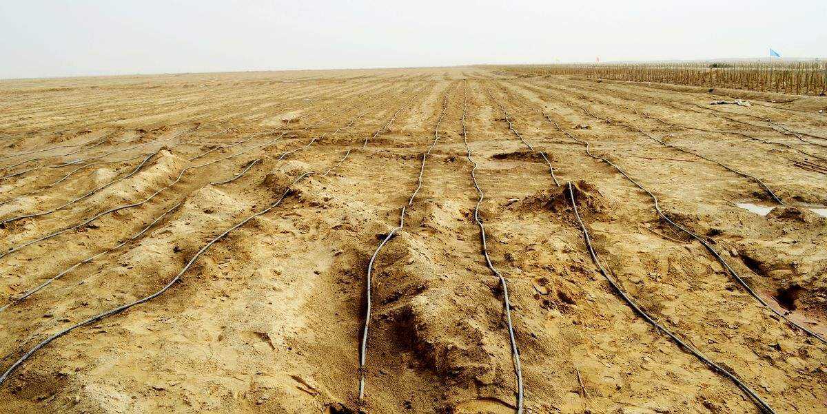 卡塔尔世界杯花了2200亿美元,卡塔尔世界杯农业