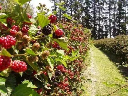 澳大利亚如何年薪百万,澳大利亚留学打工真实收入