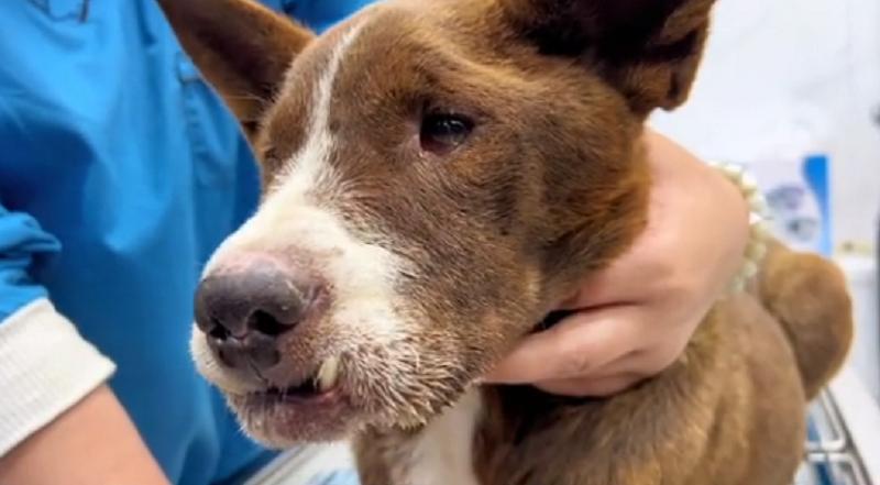上颚烂空，把树叶当食物，它还在等着，可它的主人却早已将它抛弃