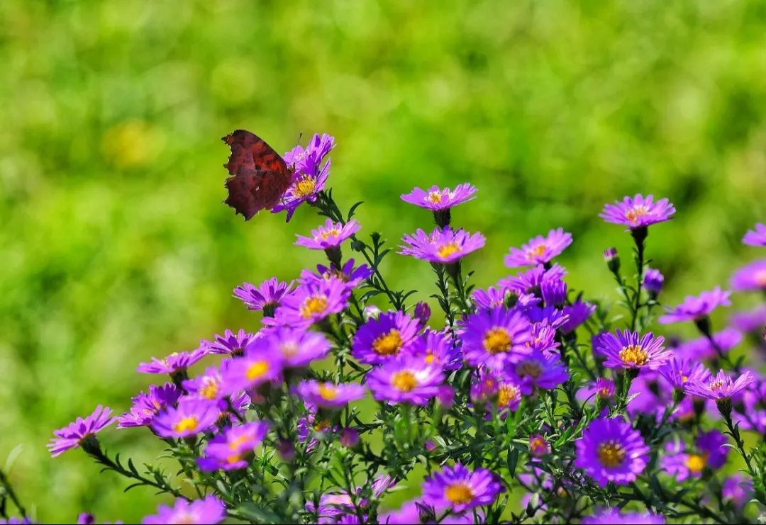 北京东城怎么样,北京东城房价一览表