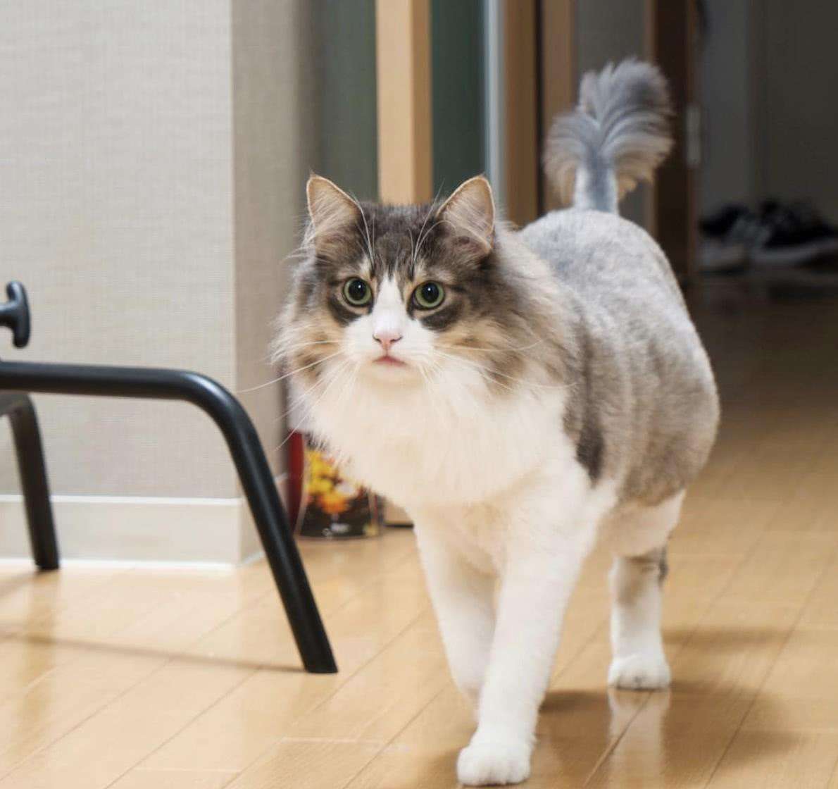 挪威森林猫好看吗,缅因猫挪威森林猫