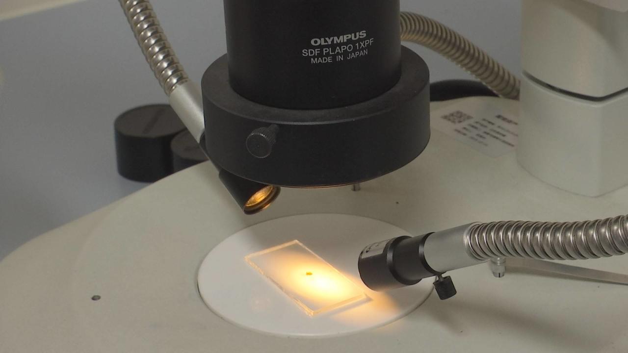 警惕又到蜱虫活跃期,又到了螨虫高发季