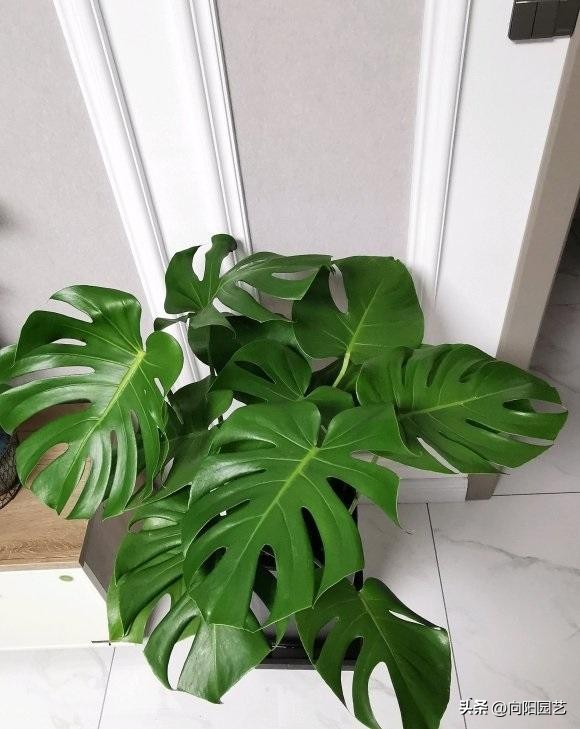 龟背竹剪叶后需要注意什么,龟背竹如何整理叶子