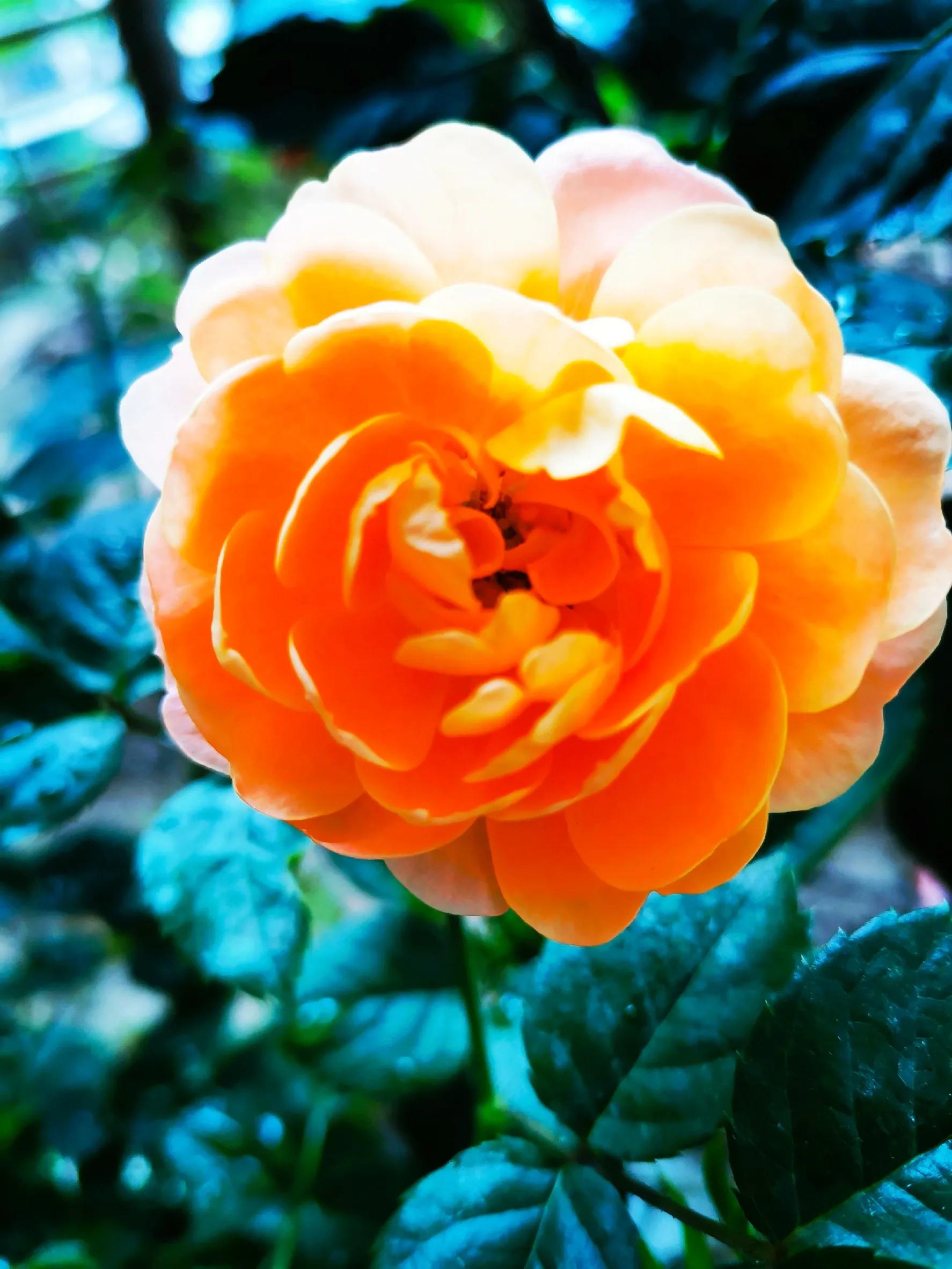 九月九重阳节烧香吗,九月九重阳节仙家