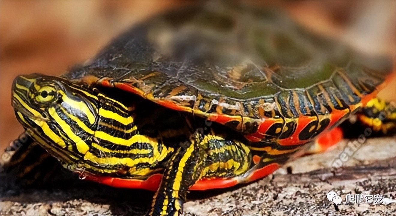 科普识龟十大最好养的龟类,龟类品种大全黑山龟