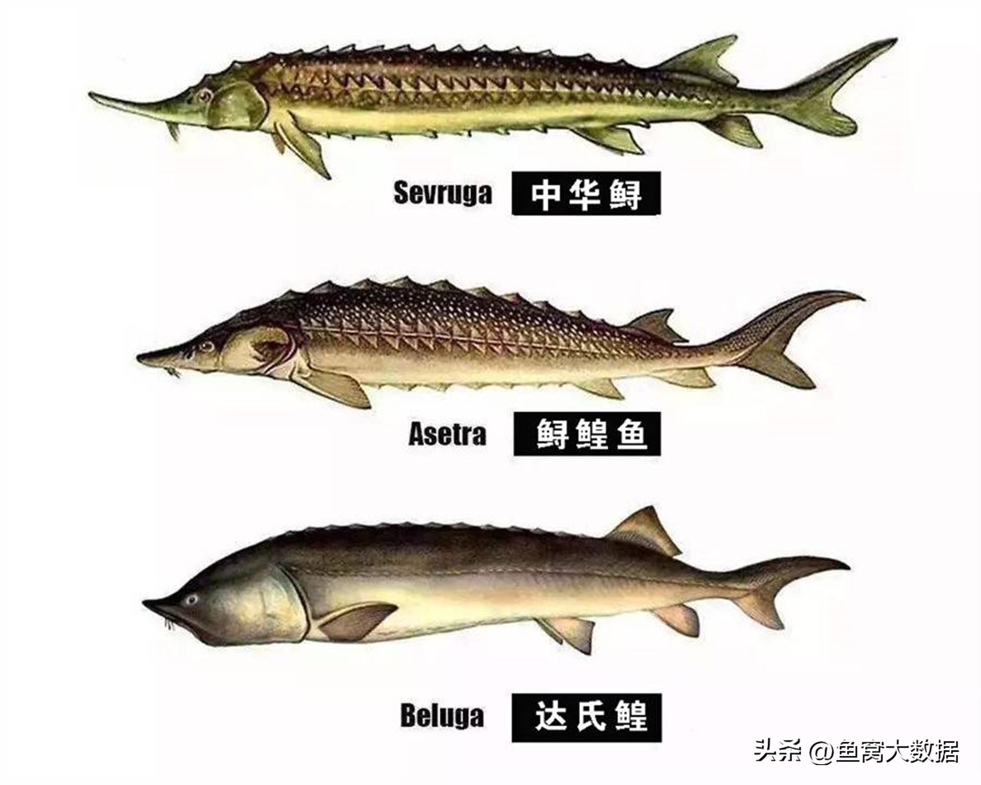 鲟鱼成为贵州村BA篮球赛的总决赛奖品，贵州用了20年